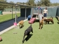 pets03 pets03