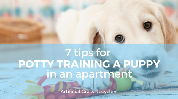 Best Tips For Potty Training A Puppy - YouTube