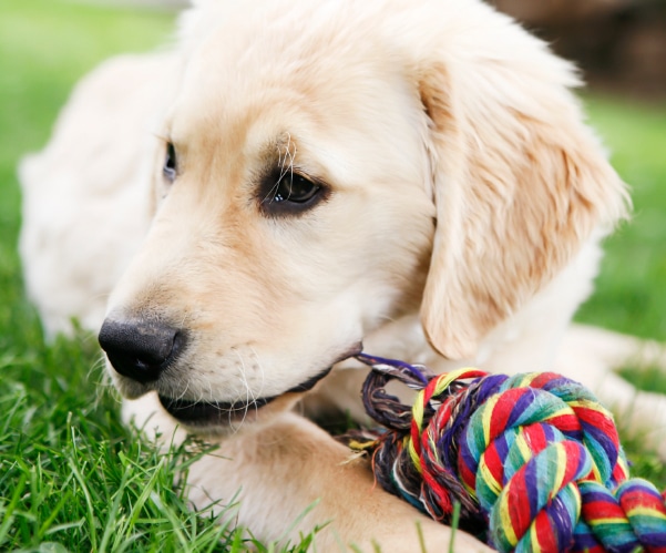 4 Reasons to Consider Artificial Turf for Dogs