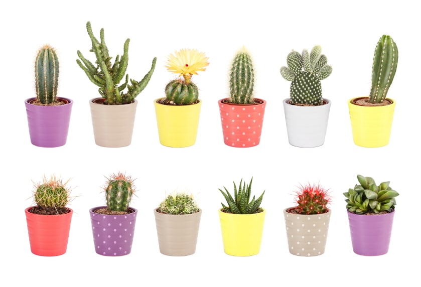 Will You Plant Succulents In The Garden This Year?