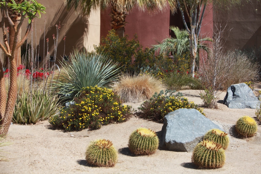 Here Are A Dozen Drought-Tolerant Plants that Save Water