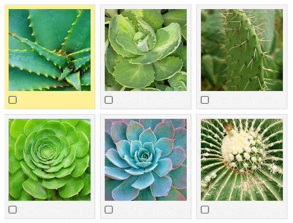 The Succulent You Pick Will Reveal Your True Personality