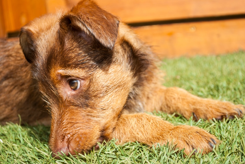 Here’s Why Artificial Grass Is Beneficial for Dogs