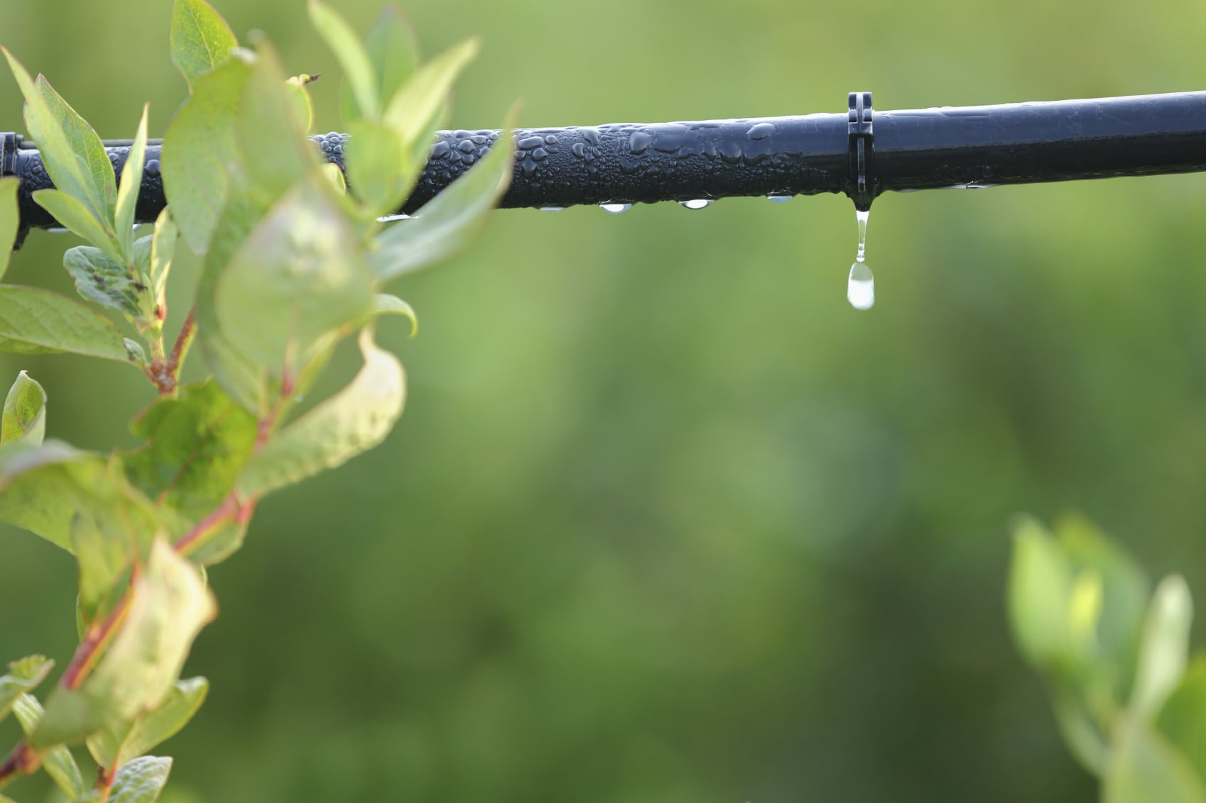 DIY Water-Wise Gardening