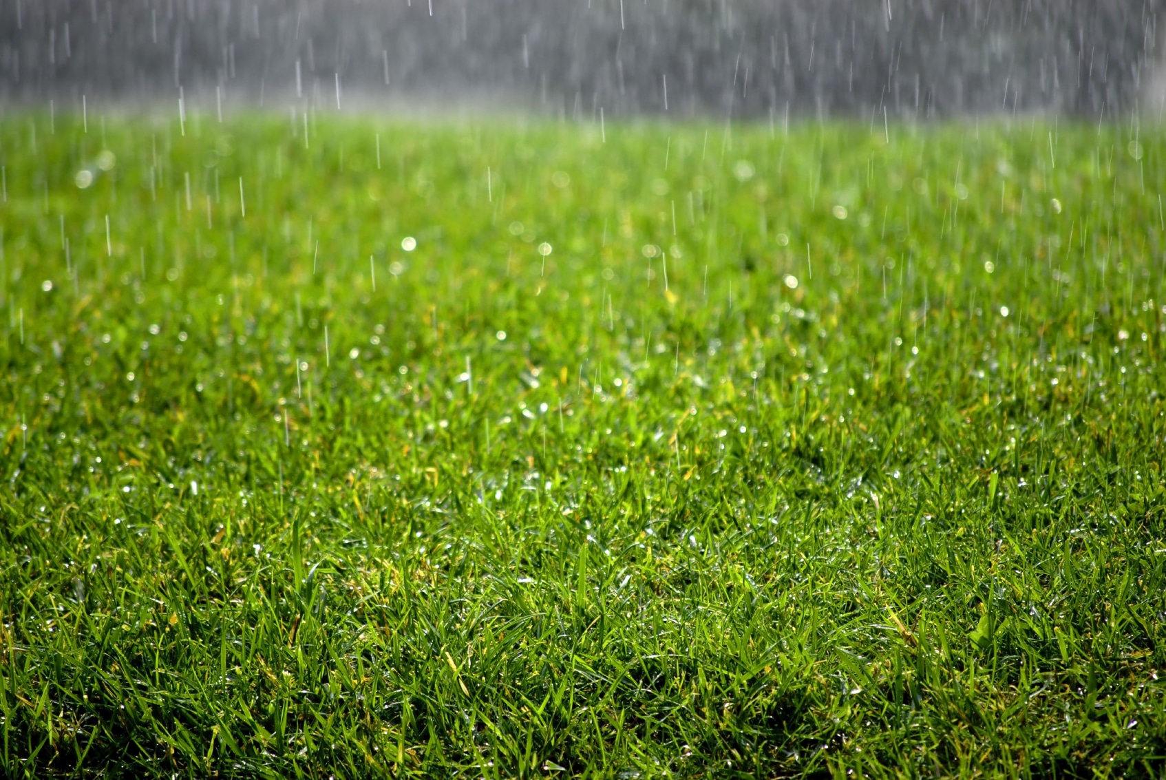 5 Tips to Keep Artificial Grass Looking Great When It Rains