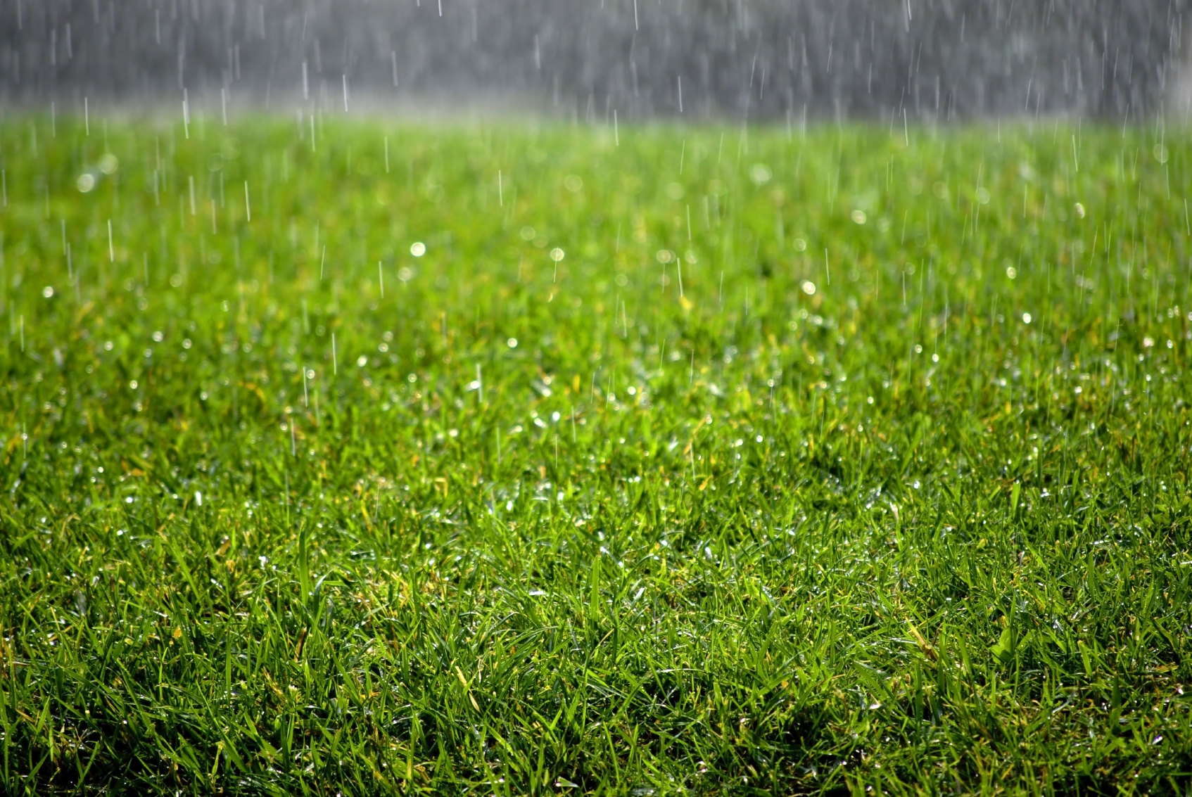 5-tips-to-keep-artificial-grass-looking-great-when-it-rains