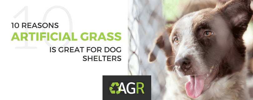 Used Artificial Grass Is Great for Dog Shelters